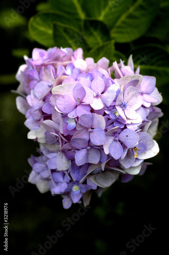 the flower ii