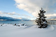 tree snow lake tahoe tree snow lake tahoe