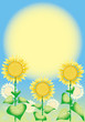 Photo: flower backgrounds flower backgrounds