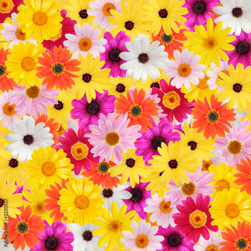 Colorful+daisies+background