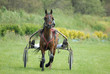 le trotteur