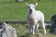 loud lamb