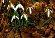 snowdrops and a bee