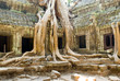 tree roots at ta prohm tree roots at ta prohm