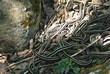 snake den 2 snake den 2