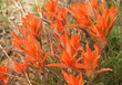indian paintbrush