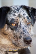 puppy dog portrait