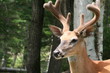 cerf de virginie cerf de virginie