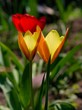 tulips tulips