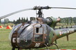 gazelle