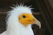 vautour percnoptère