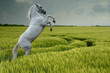 grey rearing in wheat field