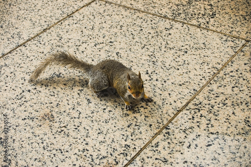 Photo: squirrel squirrel