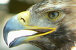 aigle ravisseur