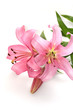  lilies