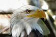 aigle pygargue
