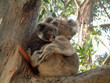 koala bear and baby