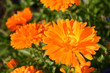 close up calendula close up calendula