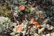 lactarius rufus lactarius rufus