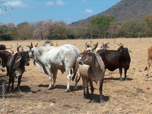 rinder auf der weide, guanacaste