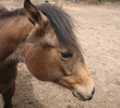 close up of horse head