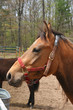 horse looking at the camera