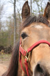 horse looking at the camera