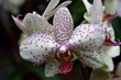 phalaenopsis
