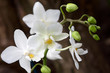 phalaenopsis