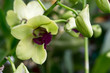 phalaenopsis