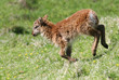 soay lamb