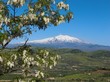 fronde e etna fronde e etna