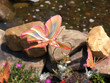 metal butterfly