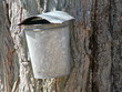 sap bucket
