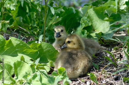 Photo: kanadische gänseküken kanadische gänseküken