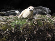 baby seals