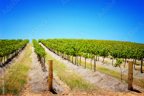 rows of vines rows of vines