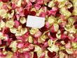 rose petals