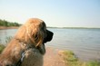 kaukasischer schäferhund
