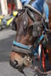 cavallo