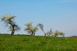 printemps vosgien