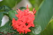 fleur des antilles 2