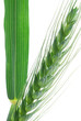wheat