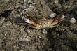 crabe accueillant crabe accueillant