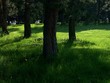  waldwiese und schirmen