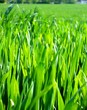 grün das gras