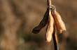 down soy beans
