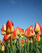 red and yellow tulips