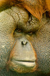 close up monkey portret close up monkey portret
