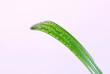 feuille verte